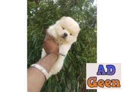 used Chow Chow puppy 35days for sale 